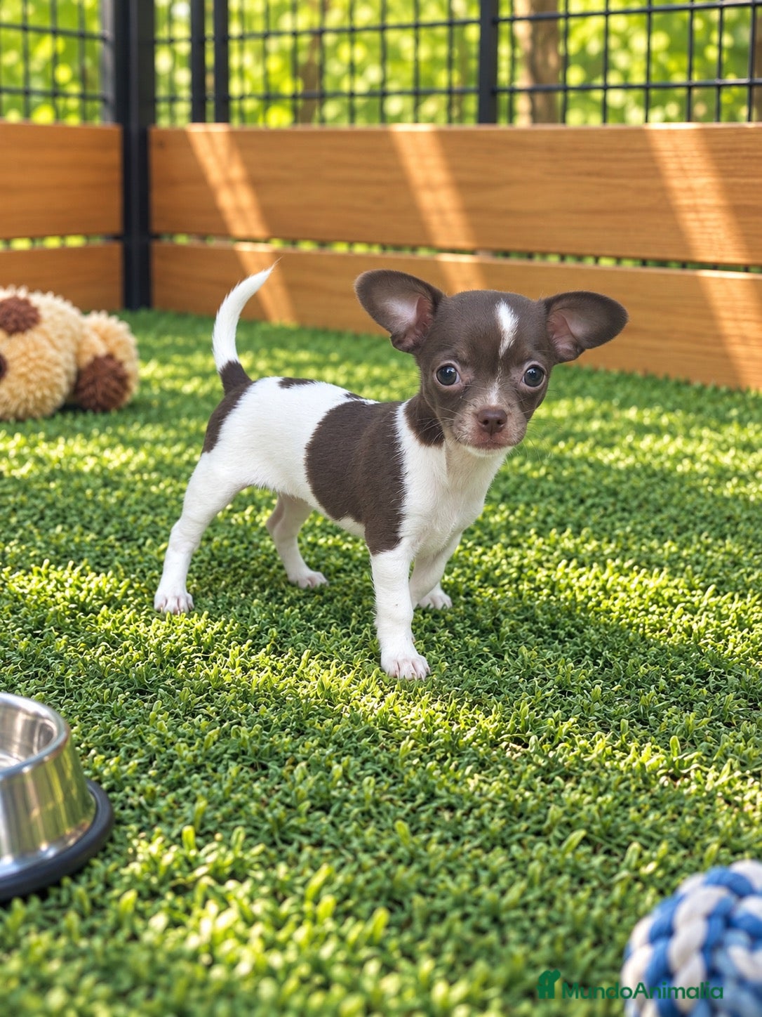 Chihuahua perros Chihuahuas color exótico - Anuncio 1