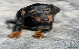 Teckel Miniatura perros en venta: Teckel negro fuego - Imagen 4