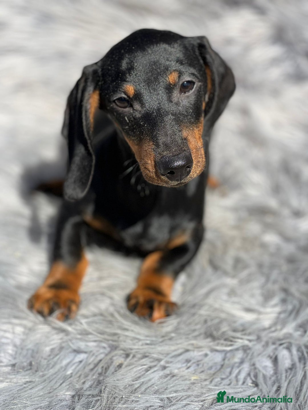 Teckel Miniatura perros en venta: Teckel negro fuego - Imagen 4