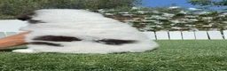 Perro de Agua Español perros en venta: PERRO DE AGUA ESPAÑOL - Anuncio 8