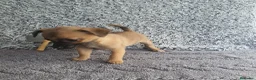 Chihuahua perros en venta: Chihuahua mini - Anuncio 4