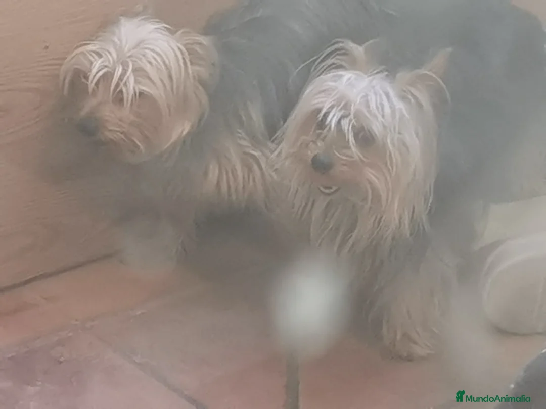 Yorkshire Terrier perros en venta: Yorkshire terrier toy - Anuncio 2