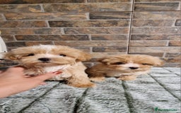 Maltipoo perros en venta: MALTIPOO MIRCO Y MICRO/TEA CUP - Imagen 4