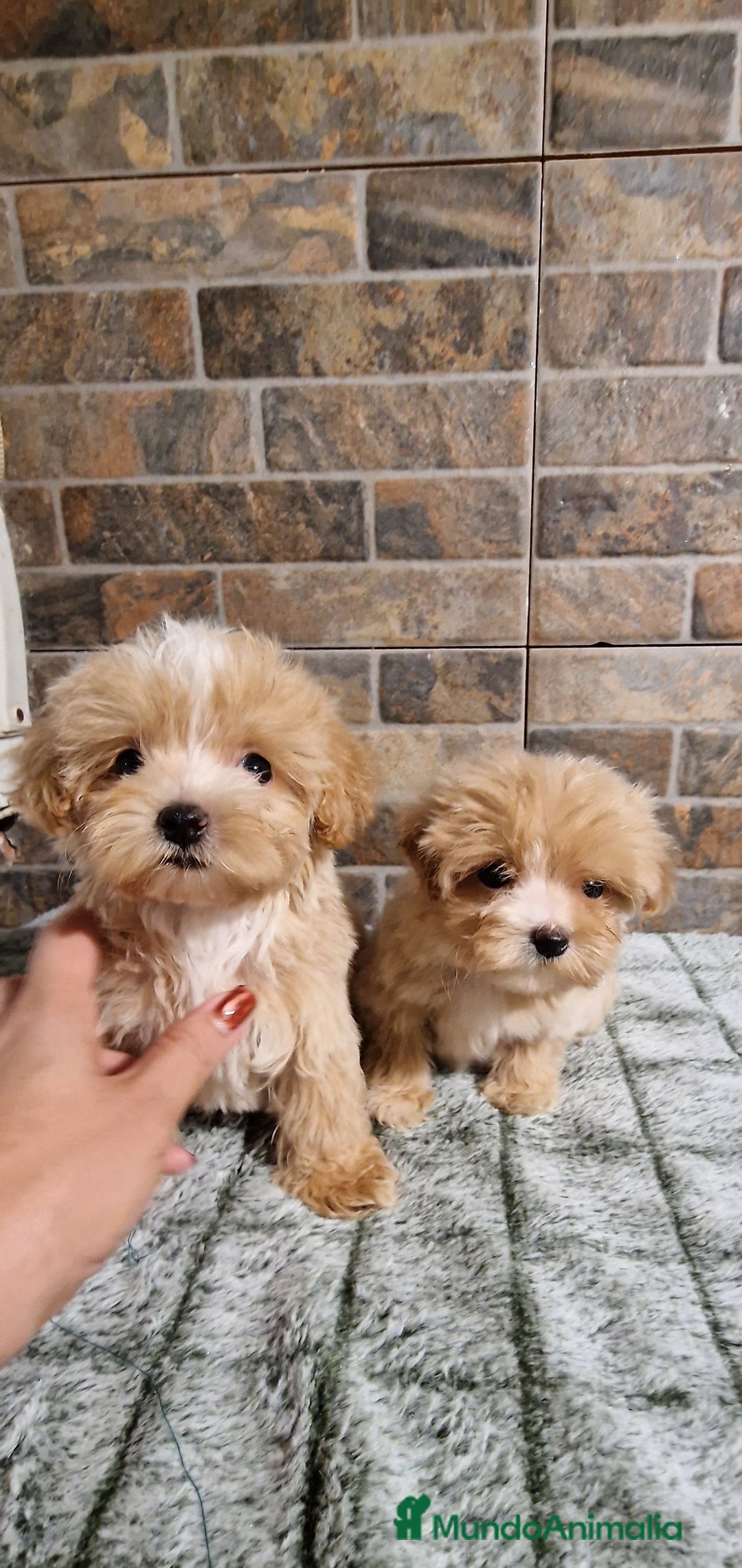 Maltipoo perros en venta: MALTIPOO MIRCO Y MICRO/TEA CUP - Imagen 4