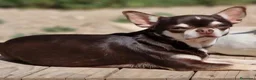 Chihuahua perros en venta: CHIHUAHUA CHOCOLATE - Anuncio 3