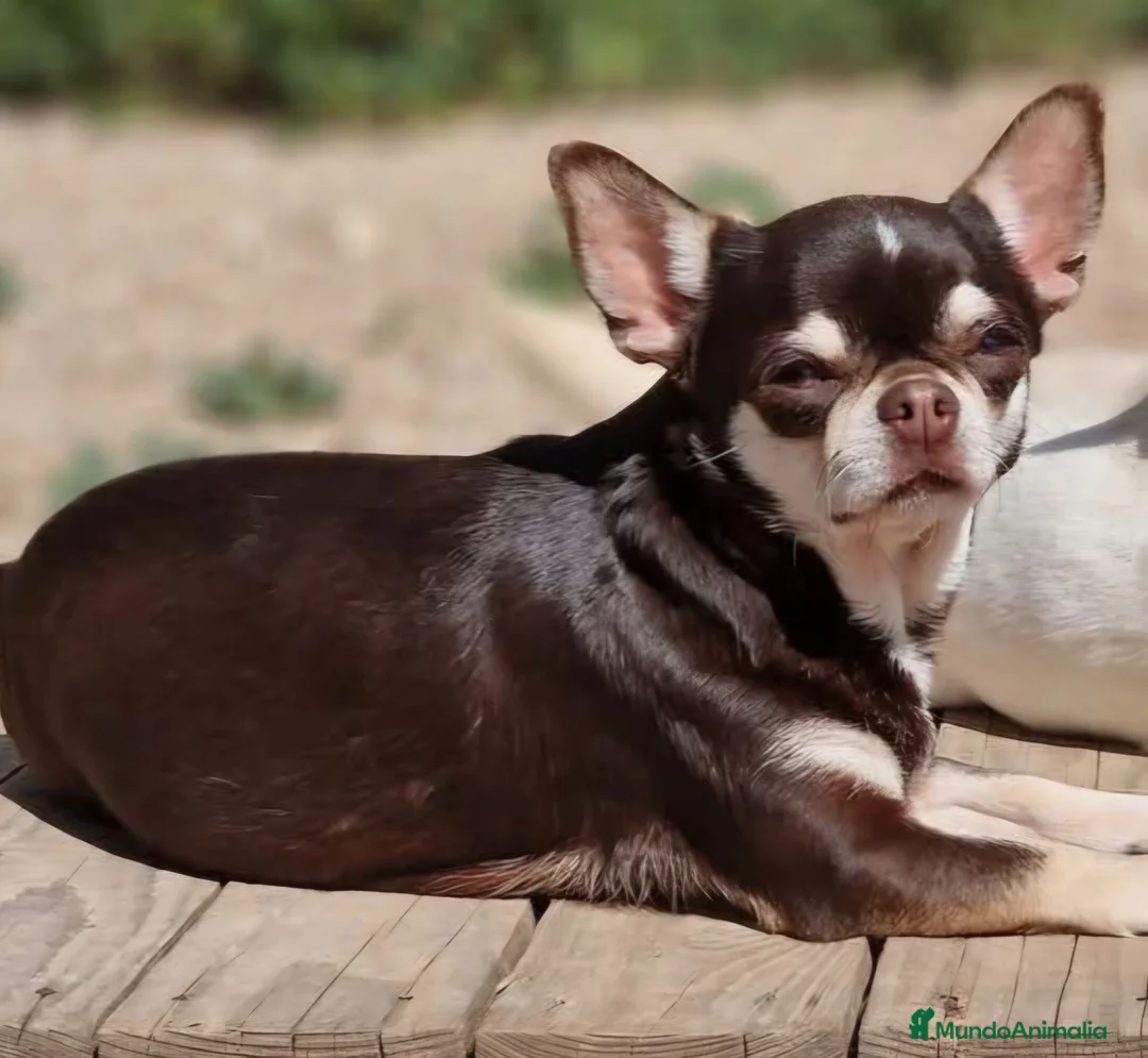 Chihuahua perros en venta: CHIHUAHUA CHOCOLATE - Anuncio 3