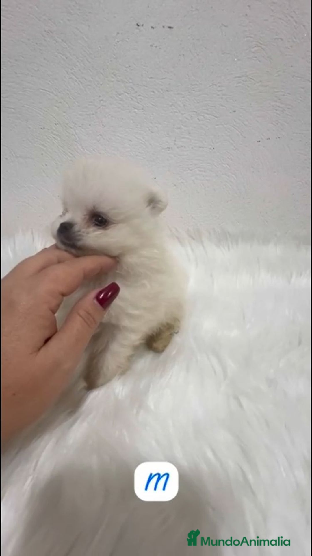 Pomerania perros en venta: POMERANIA LULÚ MINI TOY  - Imagen 3