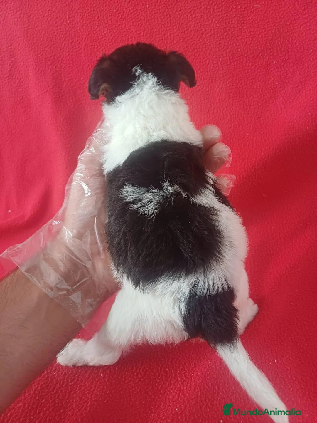 Fox Terrier de Pelo Duro perros en venta: Foxterrier Pelo Duro  - Anuncio 6