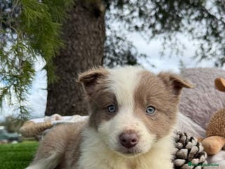 Border Collie perros BORDER COLLIE LILAC en Asturias - Anuncio 13