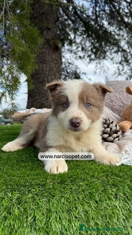 Border Collie perros en Asturias - Anuncio 3