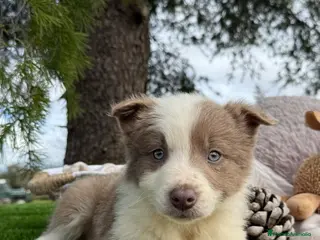 Border Collie perros BORDER COLLIE LILAC en Asturias - Anuncio 10