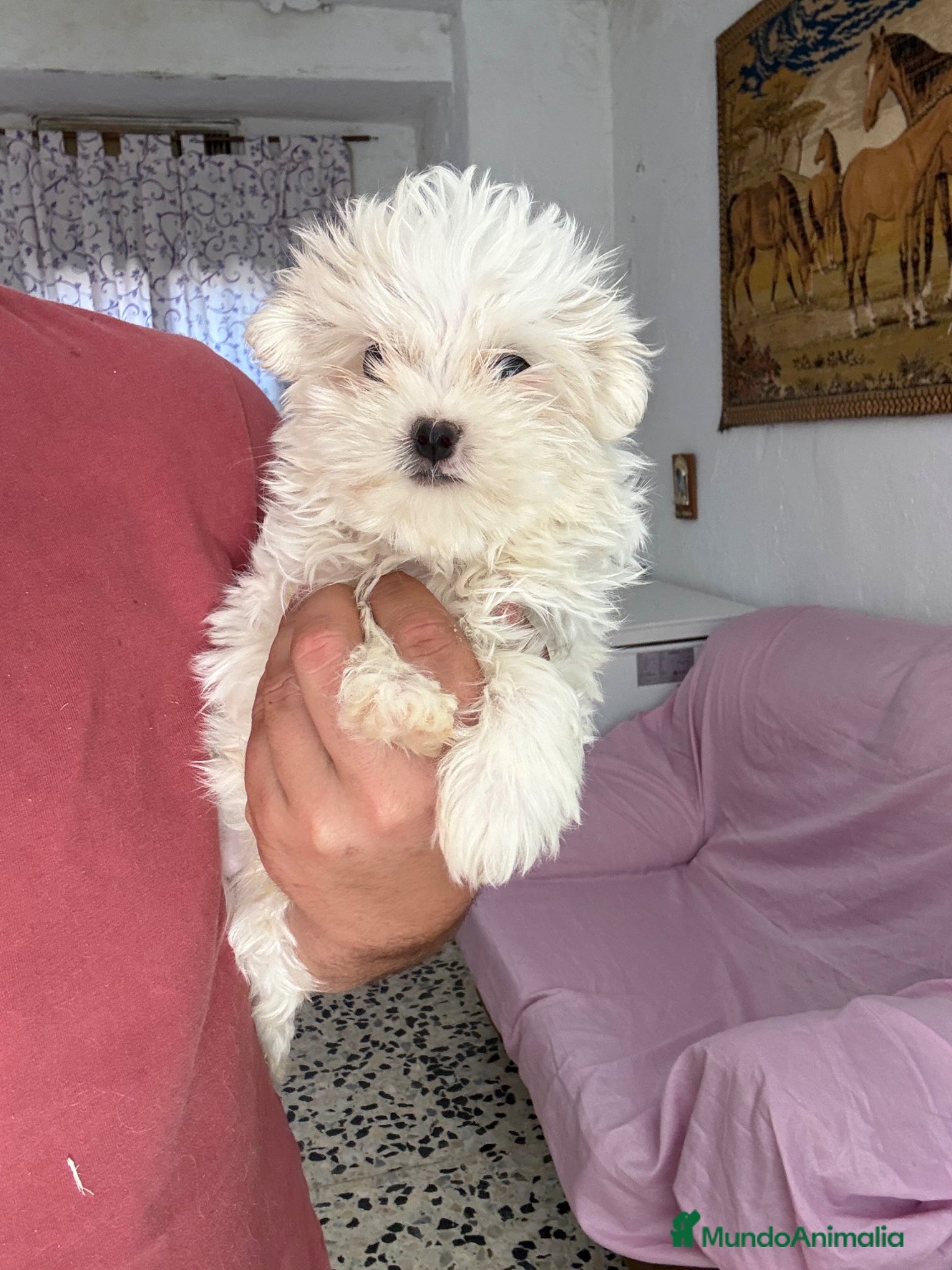 Bichón Maltés perros Machito Bichon Maltés Toy  - Anuncio 1