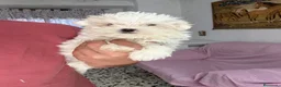 Bichón Maltés perros en venta: Machito Bichon Maltés Toy  - Anuncio 1