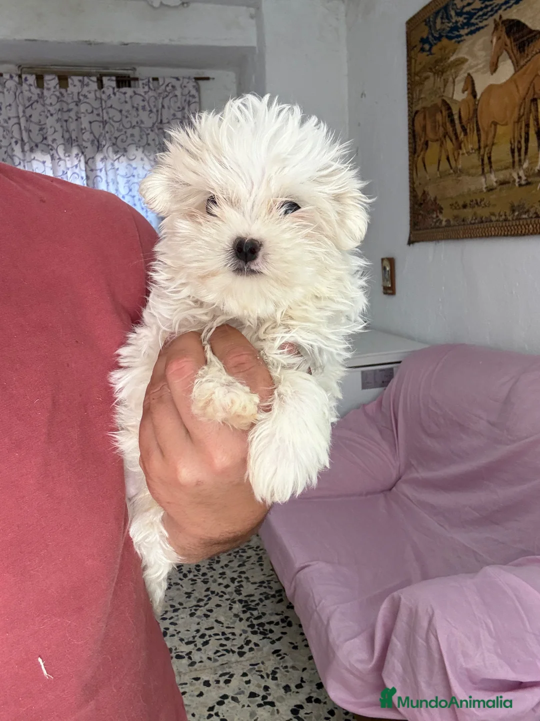 Bichón Maltés perros en venta: Machito Bichon Maltés Toy  - Anuncio 1