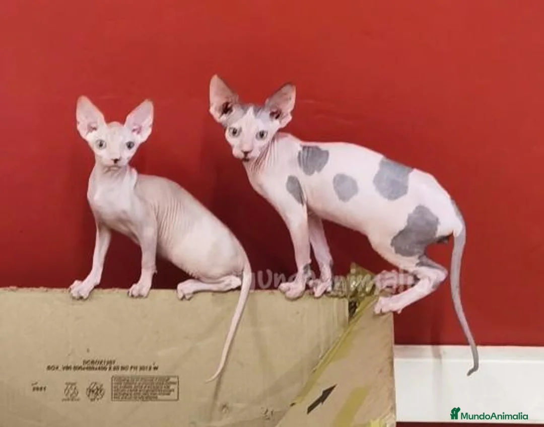 Imagen de galería {{count}}