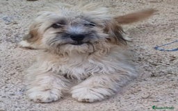 Bichón Habanero perros en venta: Hembra bichon habanero adopción  - Imagen 1