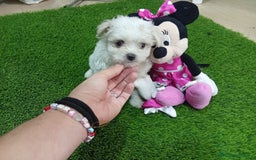 Bichón Maltés perros en venta: OPORTUNIDAD UNICA. BICHON MALTES MINI - Imagen 4