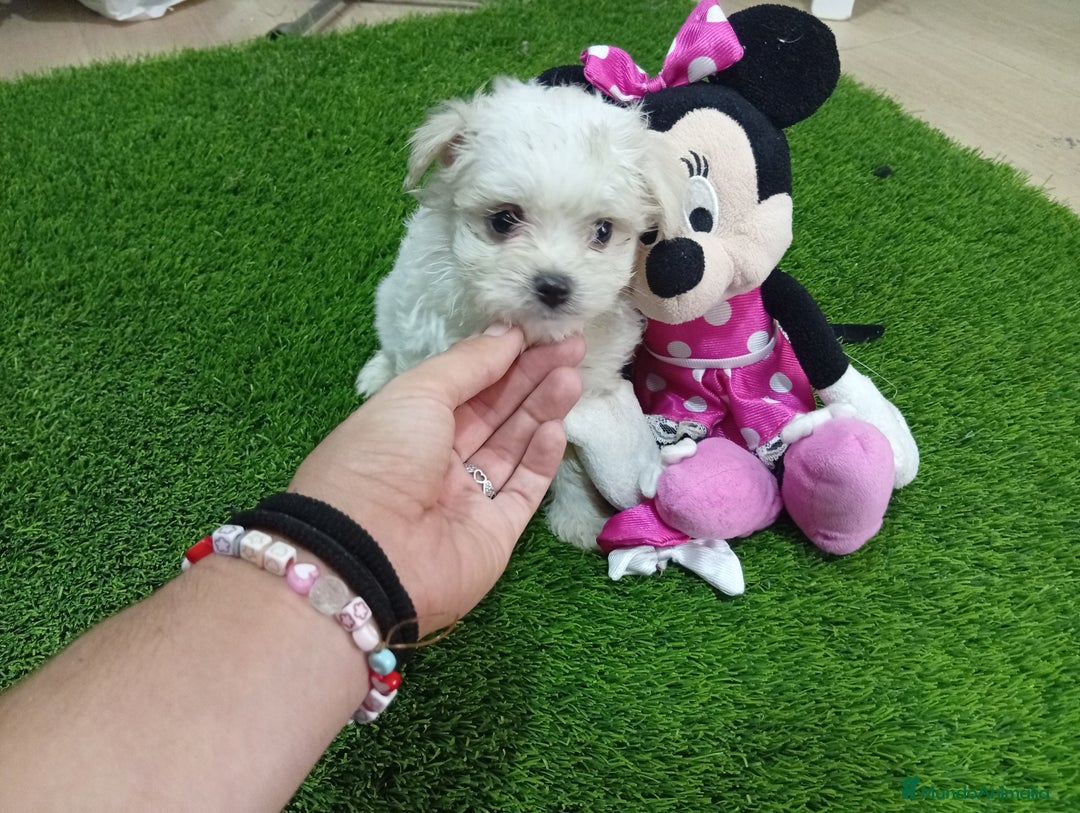Bichón Maltés perros en venta: OPORTUNIDAD UNICA. BICHON MALTES MINI - Imagen 4
