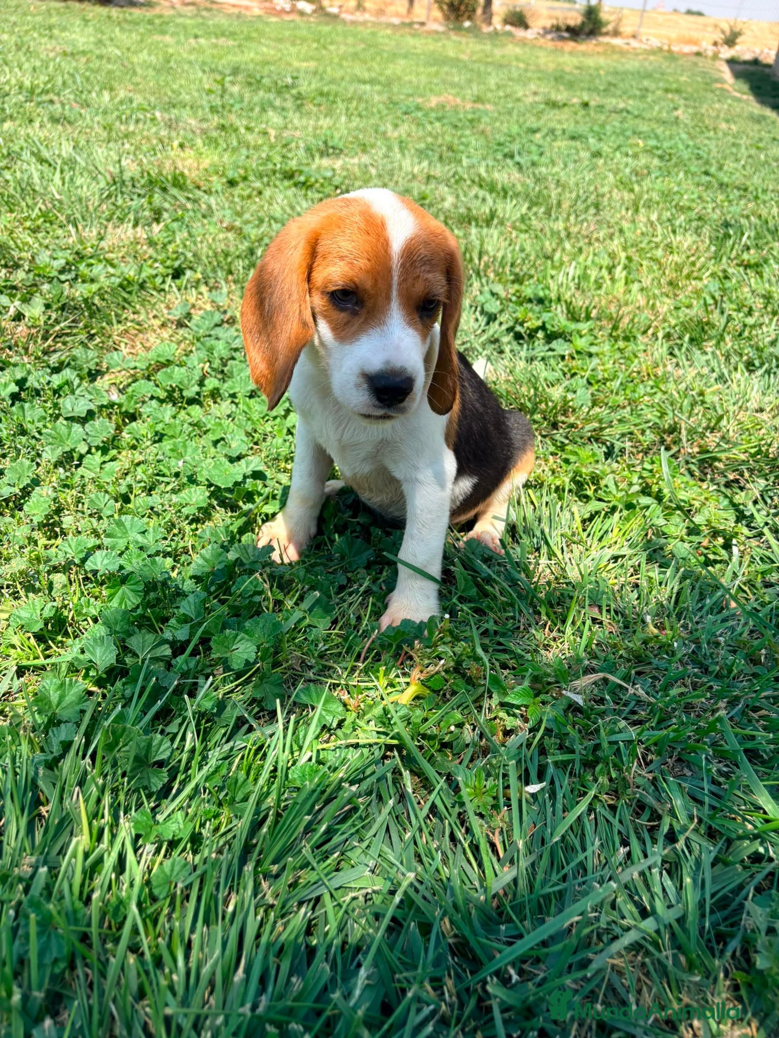 Beagle perros Beagle - Anuncio 3