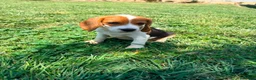 Beagle perros en venta: Beagle - Anuncio 1