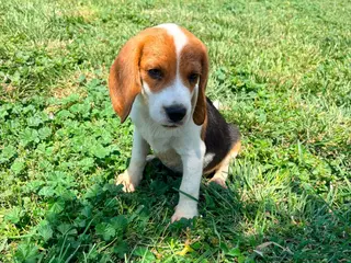 Beagle perros Beagle - Anuncio 1