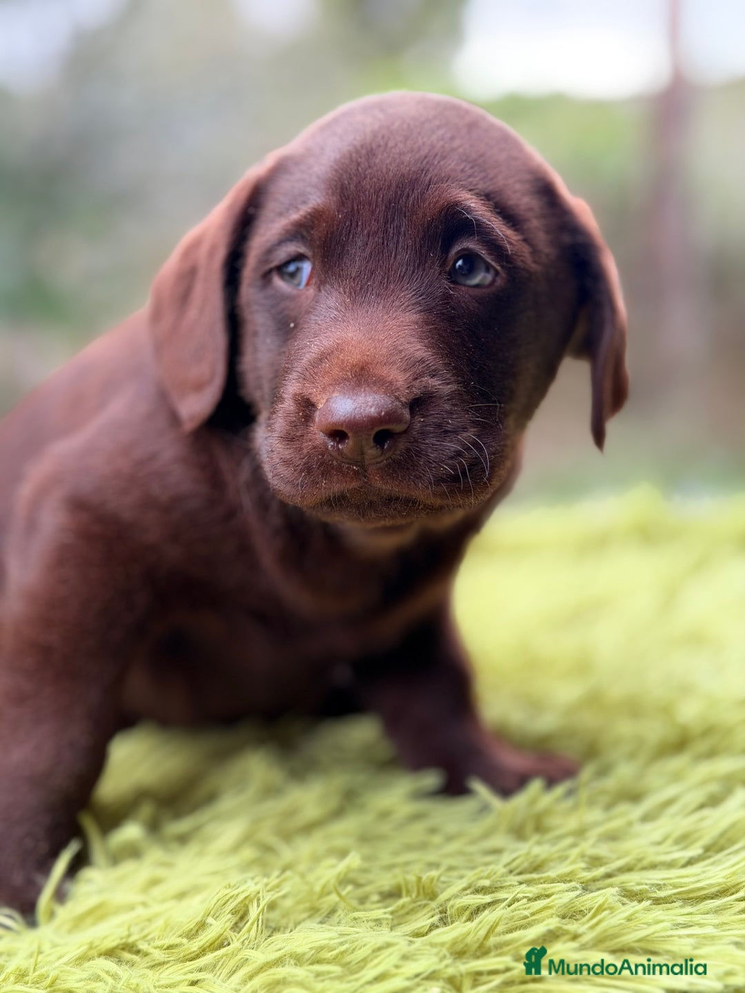 Labrador Retriever perros en venta: Labrador chocolate  - Anuncio 6