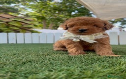 Caniche Toy perros en venta: CANICHE TOY  - Imagen 19