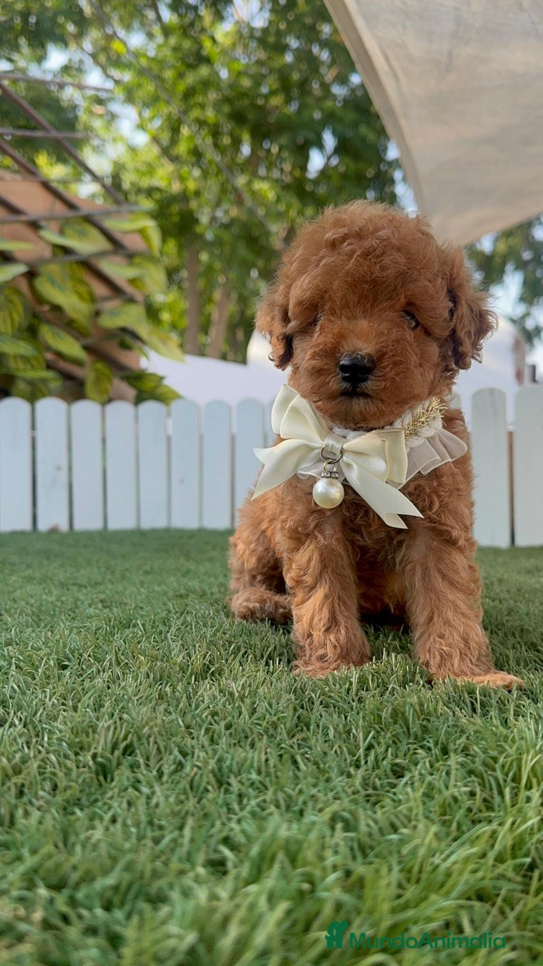 Caniche Toy perros en venta: CANICHE TOY  - Imagen 19