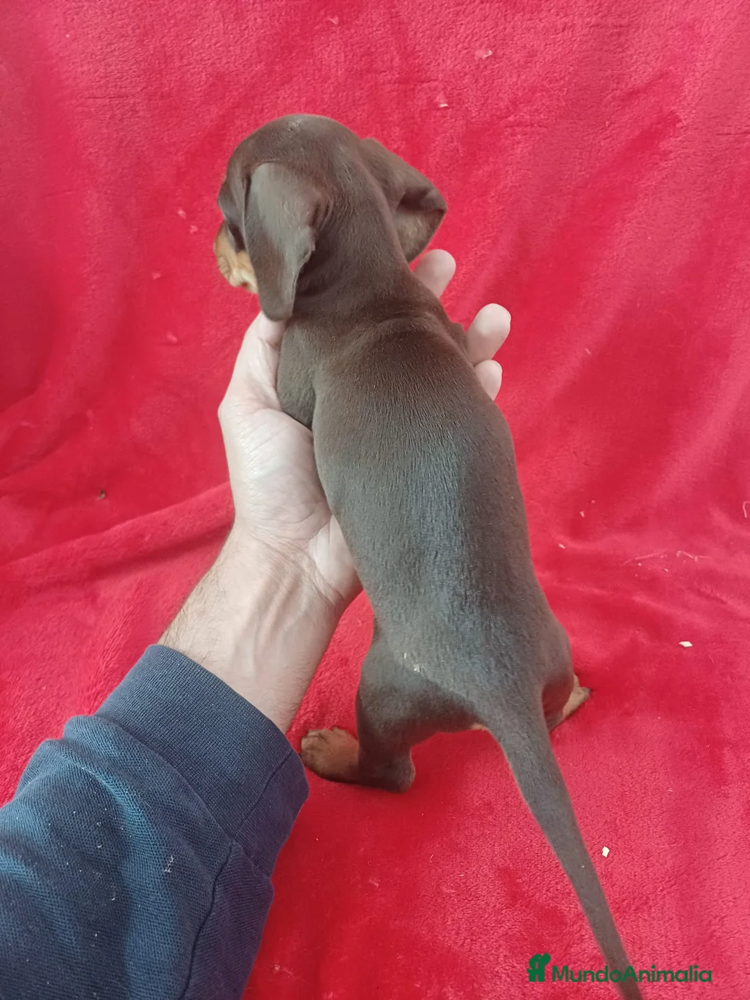 Teckel Miniatura perros en venta: Teckel Miniatura Chocolate  - Anuncio 3