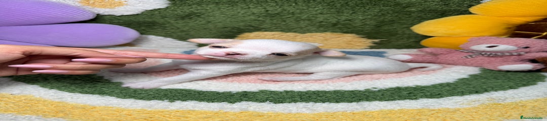 Chihuahua Cachorro 2