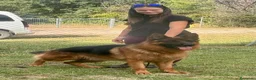 Pastor Alemán perros en venta: pastor alemán belleza alto standing - Anuncio 17