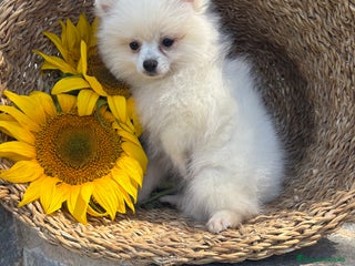 Pomerania perros - Anuncio 7