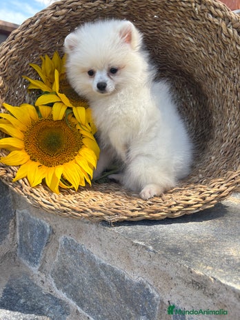 Pomerania perros - Anuncio 7