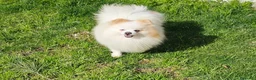Pomerania perros en venta: POMERANIA JOVEN OJO AZUL - Anuncio 4