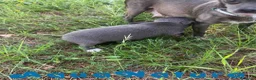 Chihuahua perros en venta: Chihuahua Hembra de Pam y Choco 4143 AQUANATURA - Anuncio 2