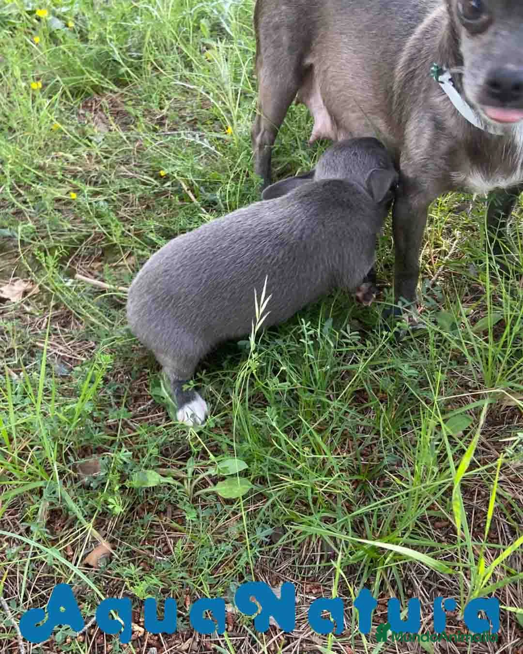 Chihuahua perros en venta: Chihuahua Hembra de Pam y Choco 4143 AQUANATURA - Anuncio 2