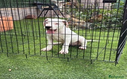 Dogo Argentino perros en venta: Cachorras dogas argentinas  - Imagen 5