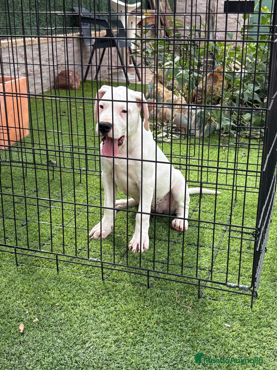 Dogo Argentino perros en venta: Cachorras dogas argentinas  - Imagen 5