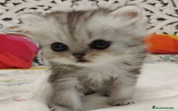 Persa gatos en venta: Chinchilla Silver Macho - Imagen 3
