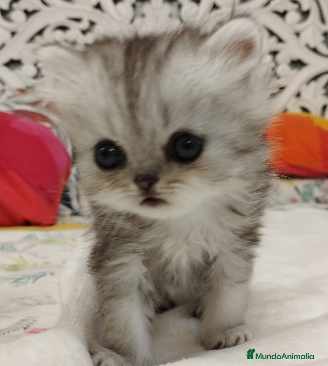Persa gatos en venta: Chinchilla Silver Macho - Imagen 3