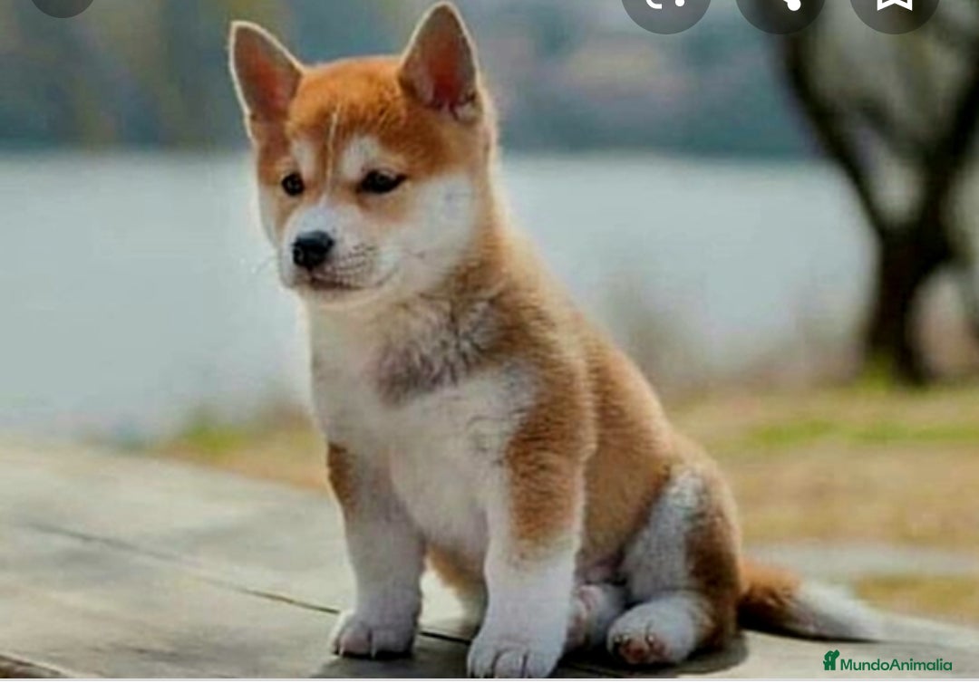 Shiba Inu perros Shiba inu - Anuncio 1