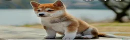 Shiba Inu perros en venta: Shiba inu - Anuncio 1