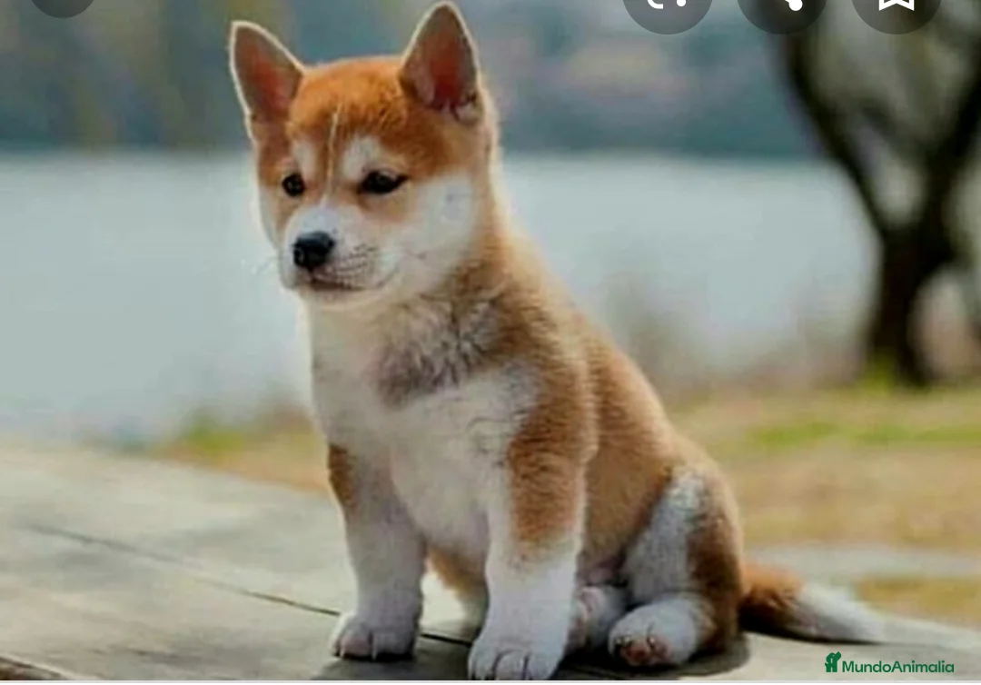 Shiba Inu perros en venta: Shiba inu - Anuncio 1
