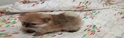 Pomerania perros en venta: POMERANIA MUY TOY MACHITO - Anuncio 4