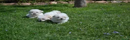 Bichón Maltés perros en venta: BICHÓN MALTÉS - Anuncio 5