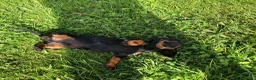 Teckel Miniatura perros en venta: Teckel miniatura negro fuego  - Anuncio 2