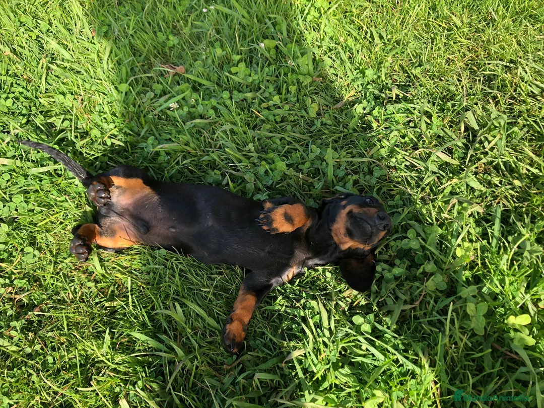Teckel Miniatura perros en venta: Teckel miniatura negro fuego  - Anuncio 2