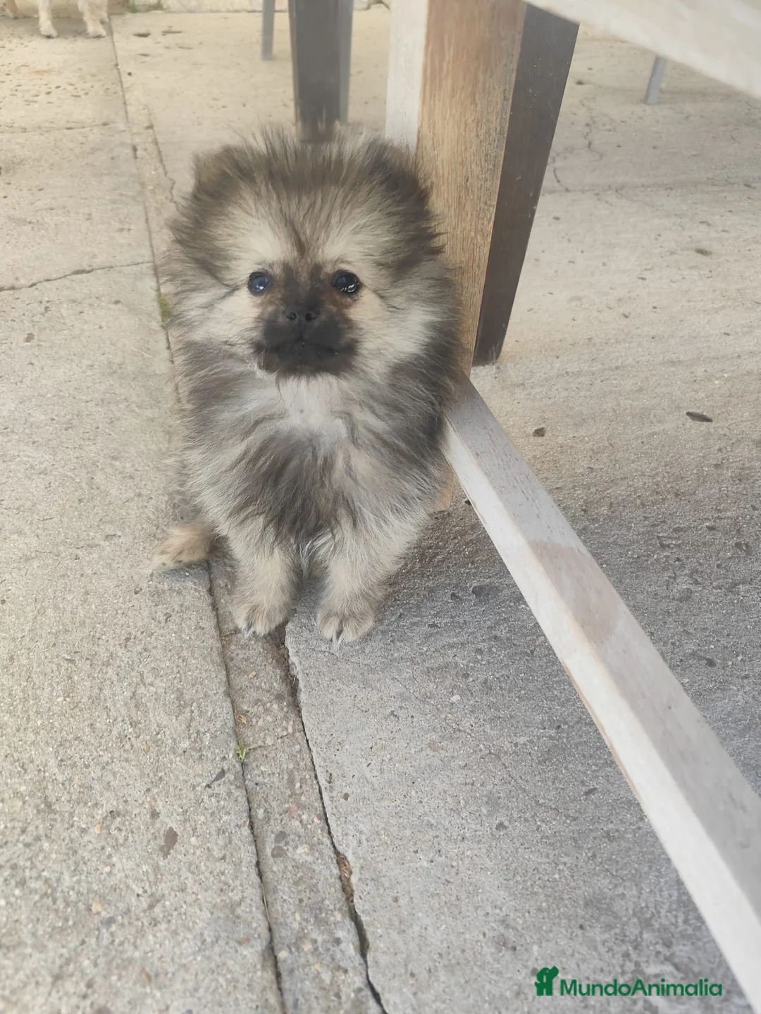 Pomerania perros en venta: POMERANIA - Anuncio 9