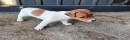 Jack Russell Terrier perros en venta: Cachorros de jack russell  - Anuncio 4