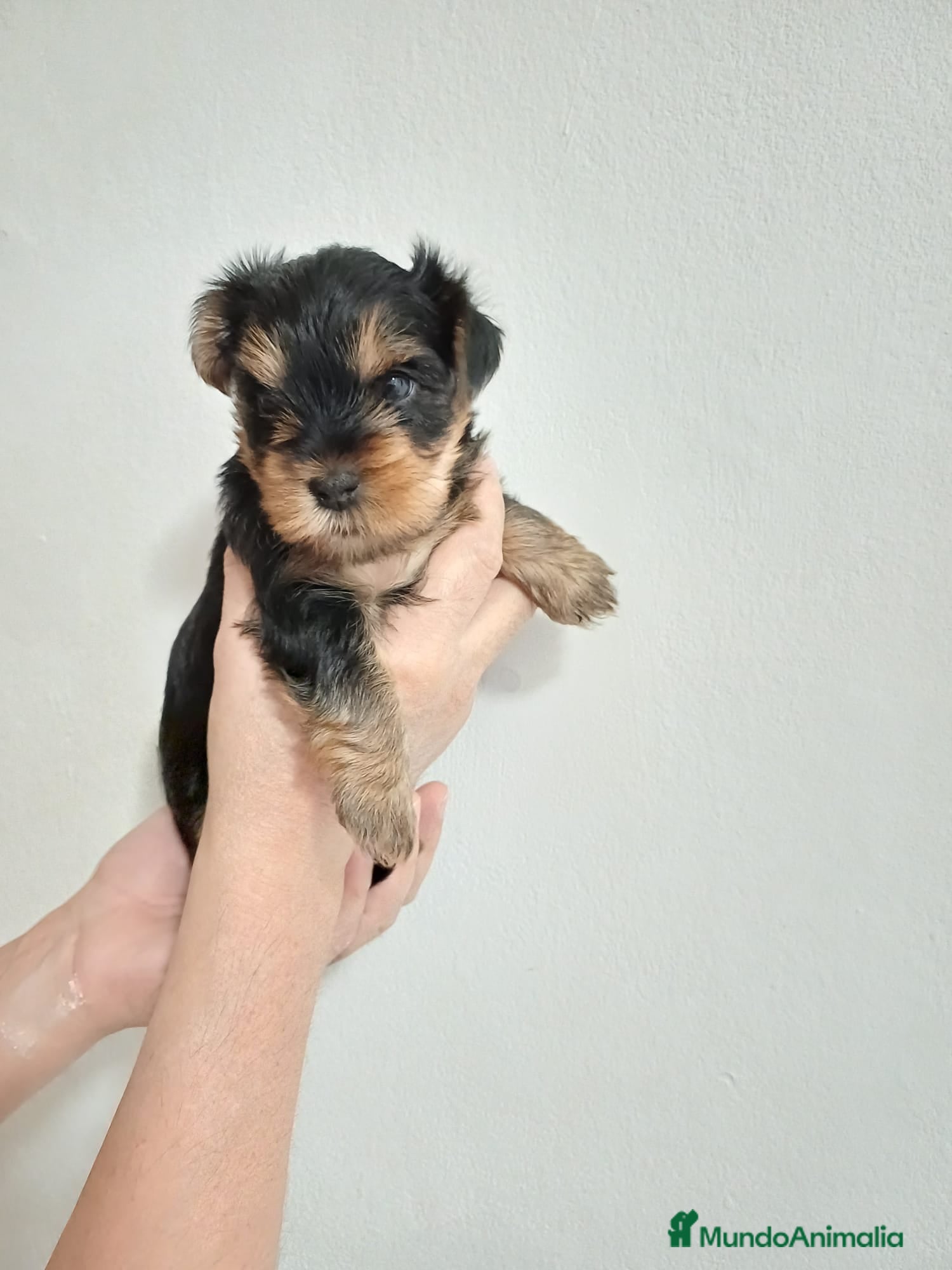Yorkshire Terrier perros Camada de Yorkshire - Anuncio 3